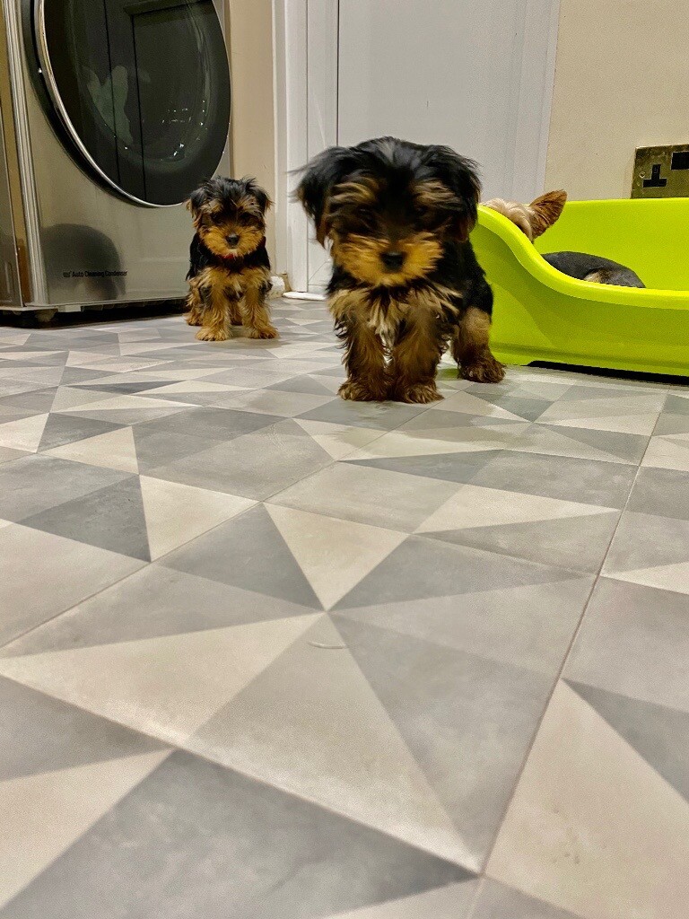 yorkshire terrier puppies for sale gumtree